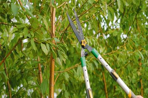 Unveiling Excellence: The Role Of The Best Tree Trimming In Bethany's Arborist Community