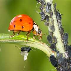 What is the example of biological pest control?