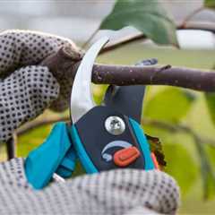 Tree Pruning and Trimming: Top Benefits for a Beautiful Landscape