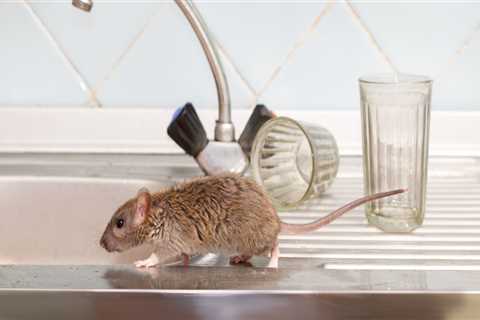 Rid Your Home Of Unwanted Guests: The Ultimate Guide To Rodent Control In Calgary