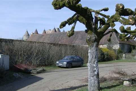 Mastering Tree Removal: The Art of Arboriculture, Precision Pruning, and Stump Grinding Mastery