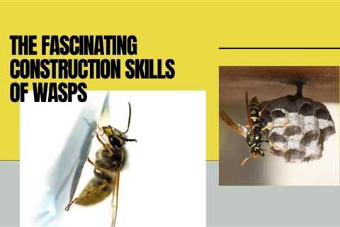 The Fascinating Construction Skills of Wasps In and Around Homes in Toronto