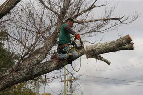 Unleash the Power of Tree Removal Equipment: Stump Grinders, Chainsaws, and Wood Chippers