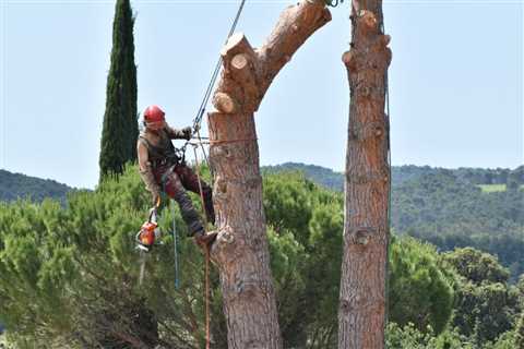 Tree Removal History