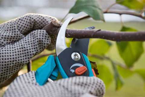 Tree Pruning and Trimming: Top Benefits for a Beautiful Landscape