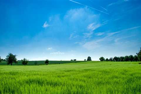 Cultivating Green Spaces: Grass For Sale And Its Contribution To Texas Gardens With Grass Seed