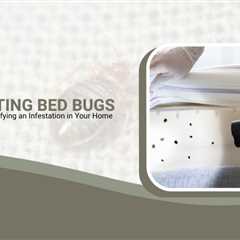 Detecting Bed Bugs: A Guide to Identifying an Infestation in Your Home