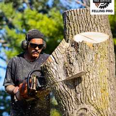 Tree Removal - Berkeley Felling Pro