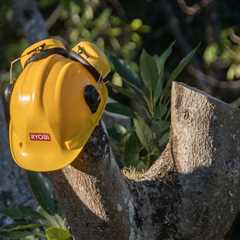 How to Choose a Tree Removal Service?