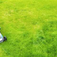 How Can Professional Grass Sellers In Austin, TX Help Improve The Lawn Care Routine