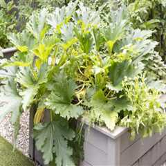 Raised Bed Gardening: Enhancing Your Outdoor Living Space