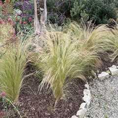 Drought-Resistant Grasses: Enhancing Your Outdoor Living Space