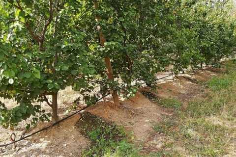 Guardians of the Green: Mastering Tree Preservation through Arboriculture, Pruning, and Canopy Care