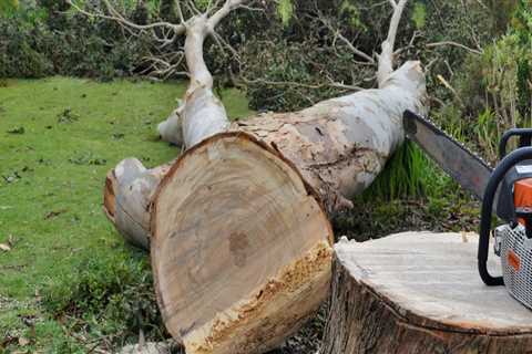 Reclaiming Space: How Tree Removal Services In Portland Facilitate Efficient Land Clearing