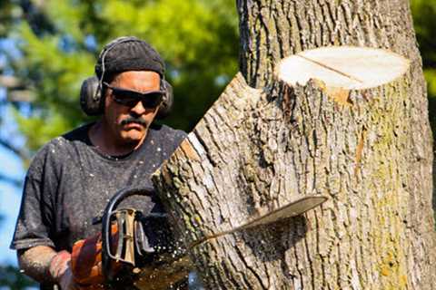 Tree Removal - Berkeley Felling Pro