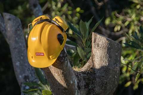 How to Choose a Tree Removal Service?