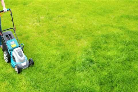 How Can Professional Grass Sellers In Austin, TX Help Improve The Lawn Care Routine