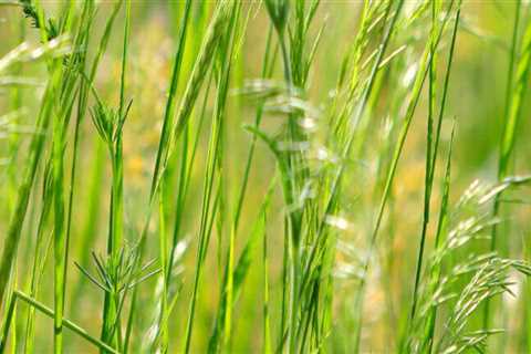 All You Need to Know about Cool-Season Grasses