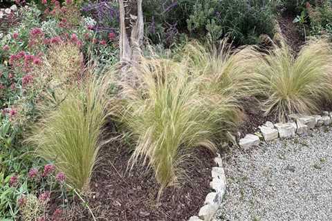 Drought-Resistant Grasses: Enhancing Your Outdoor Living Space