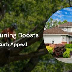 How Professional Tree Pruning Boosts Your Home’s Curb Appeal