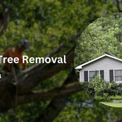 Fallen Tree Removal in Florida: Responsibilities and Guidelines