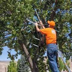 Tree Trimming Fruitland UT 84027