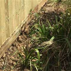 The Ultimate Guide to Installing a Fence: Tips from an Expert