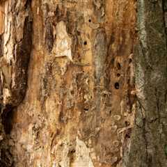 How to Kill Termites in a Tree: Effective Methods and Tips