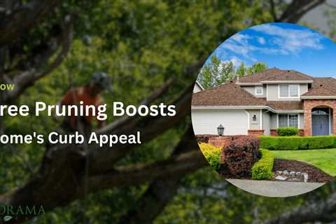 How Professional Tree Pruning Boosts Your Home’s Curb Appeal