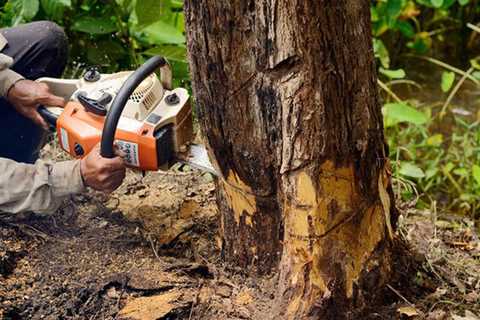 The Importance of Professional Tree Removal Services in Austin