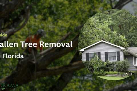 Fallen Tree Removal in Florida: Responsibilities and Guidelines