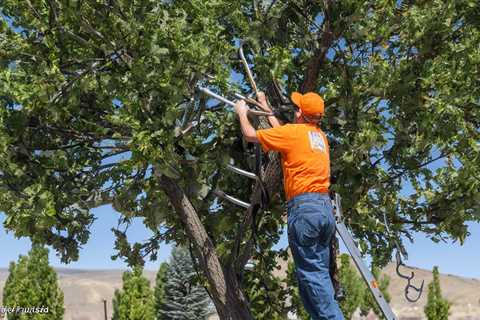 Tree Trimming Fruitland UT 84027