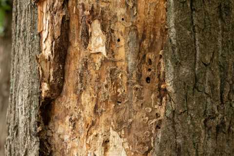 How to Kill Termites in a Tree: Effective Methods and Tips