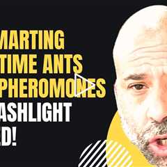 Nighttime Ant Foraging  Mastering Pheromone Baiting Strategies