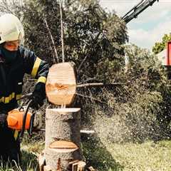 Transform Your Yard: The Essential Role Of Tree Removal Services In Residential Landscaping