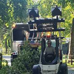 Patriot Tree Service in Northern Virginia: Your Go-To for Stump Grinding and Removal