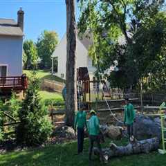 Patriot Tree Service: Experts in Northern Virginia's Tree Care