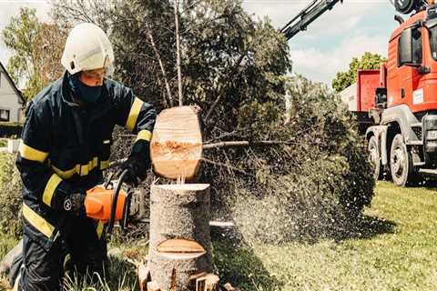 Transform Your Yard: The Essential Role Of Tree Removal Services In Residential Landscaping