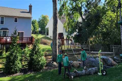 What Makes Patriot Tree Service Stand Out in Northern Virginia?