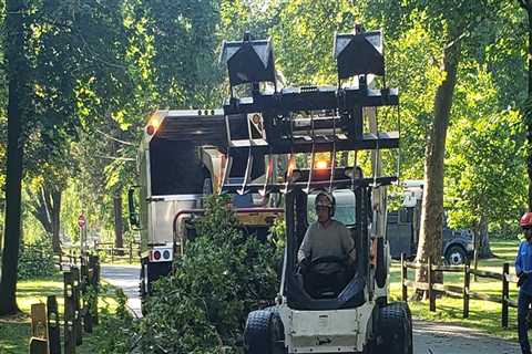 Patriot Tree Service in Northern Virginia: Your Go-To for Stump Grinding and Removal