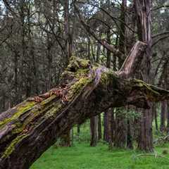 THE DANGERS OF NOT REMOVING HAZARDOUS TREES