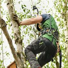 How Tree Pruning Services Support Landscape Contractors Work For Perfect Outdoor Spaces In Portland