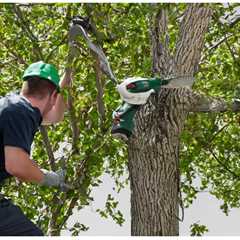 What Are the Guidelines for Tree Removal in Herriman Utah?