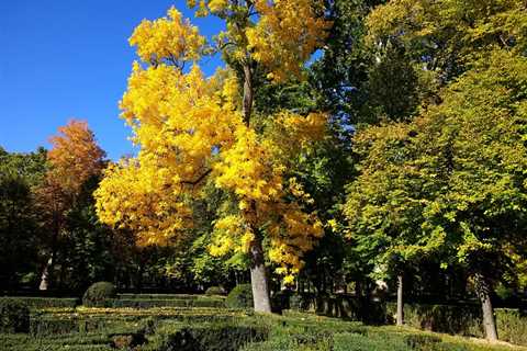 THE DANGERS OF NOT TREATING TREE INFESTATIONS EARLY