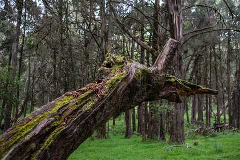 THE DANGERS OF NOT REMOVING HAZARDOUS TREES