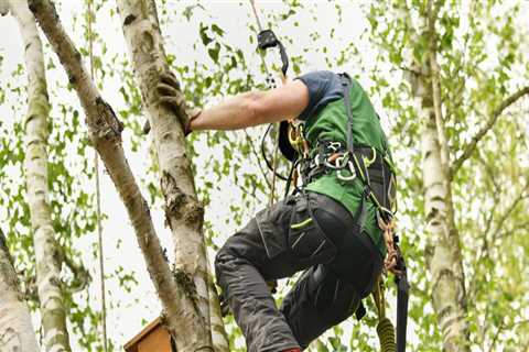 How Tree Pruning Services Support Landscape Contractors Work For Perfect Outdoor Spaces In Portland