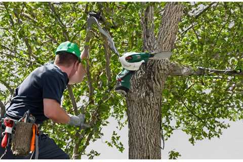 What Are the Guidelines for Tree Removal in Herriman Utah?