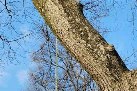 Boosting Hardscaping Durability Through Professional Tree Care In Louisville, KY