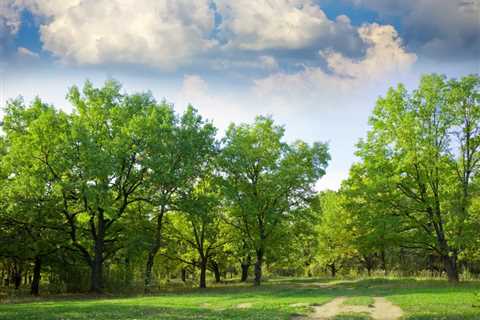 BEST PRACTICES FOR MANAGING TREE DISEASES