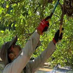 Seasonal Tree Care Services: Enhancing Tree Health With Trimming And Pruning In Portland